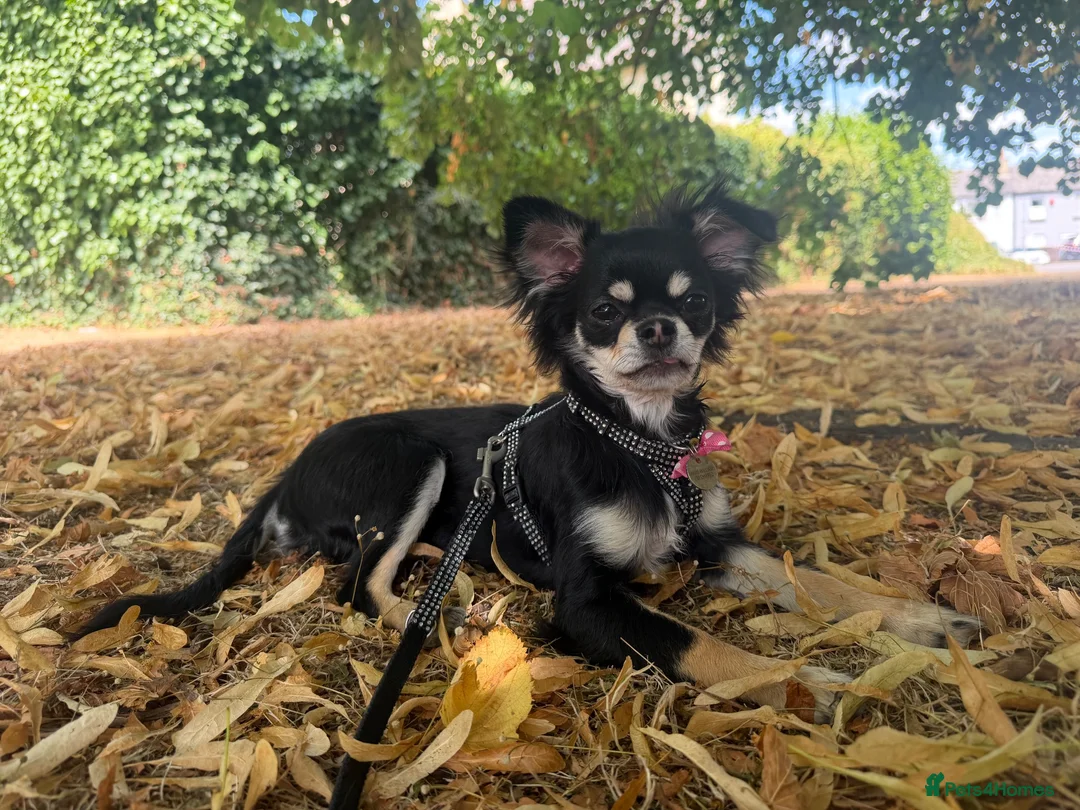 Chihuahua dogs for sale: KC reg chihuahua girl pup (health tested parents) - Advert 2