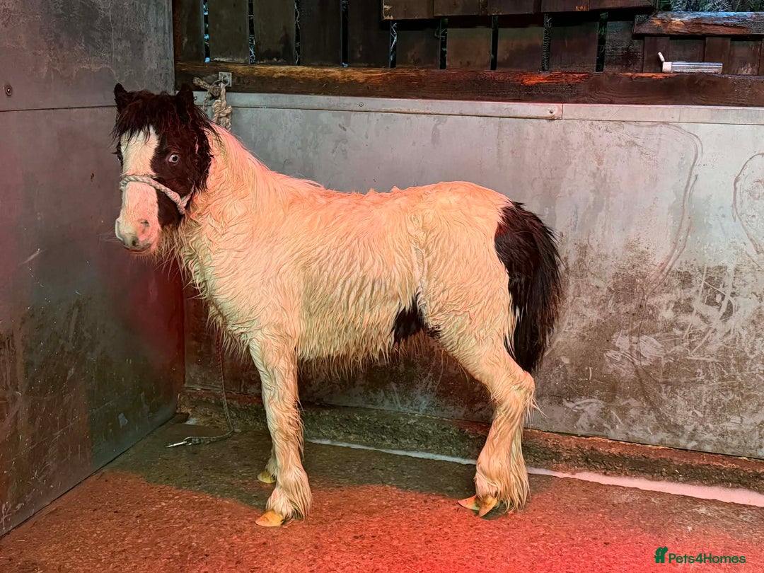 Shetland pony horses for sale: Two Gorgeous Yearling Shetland x Gypsy Cob Fillies - Advert 4