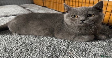 British Shorthair cats - Advert 8