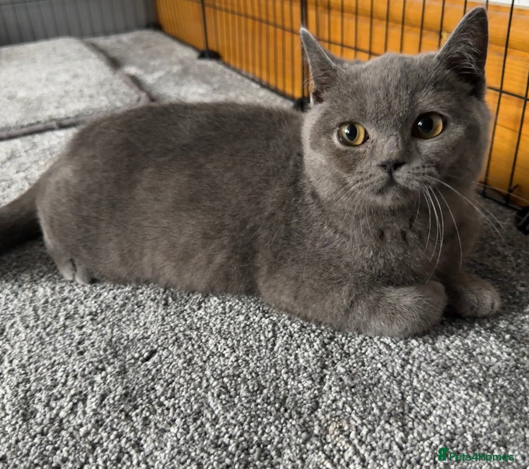 British Shorthair cats for sale: British shorthair kittens  - Image 2