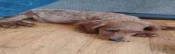 Cockapoo dogs for sale: One F2 miniature cockapoo puppy left! - Advert 5