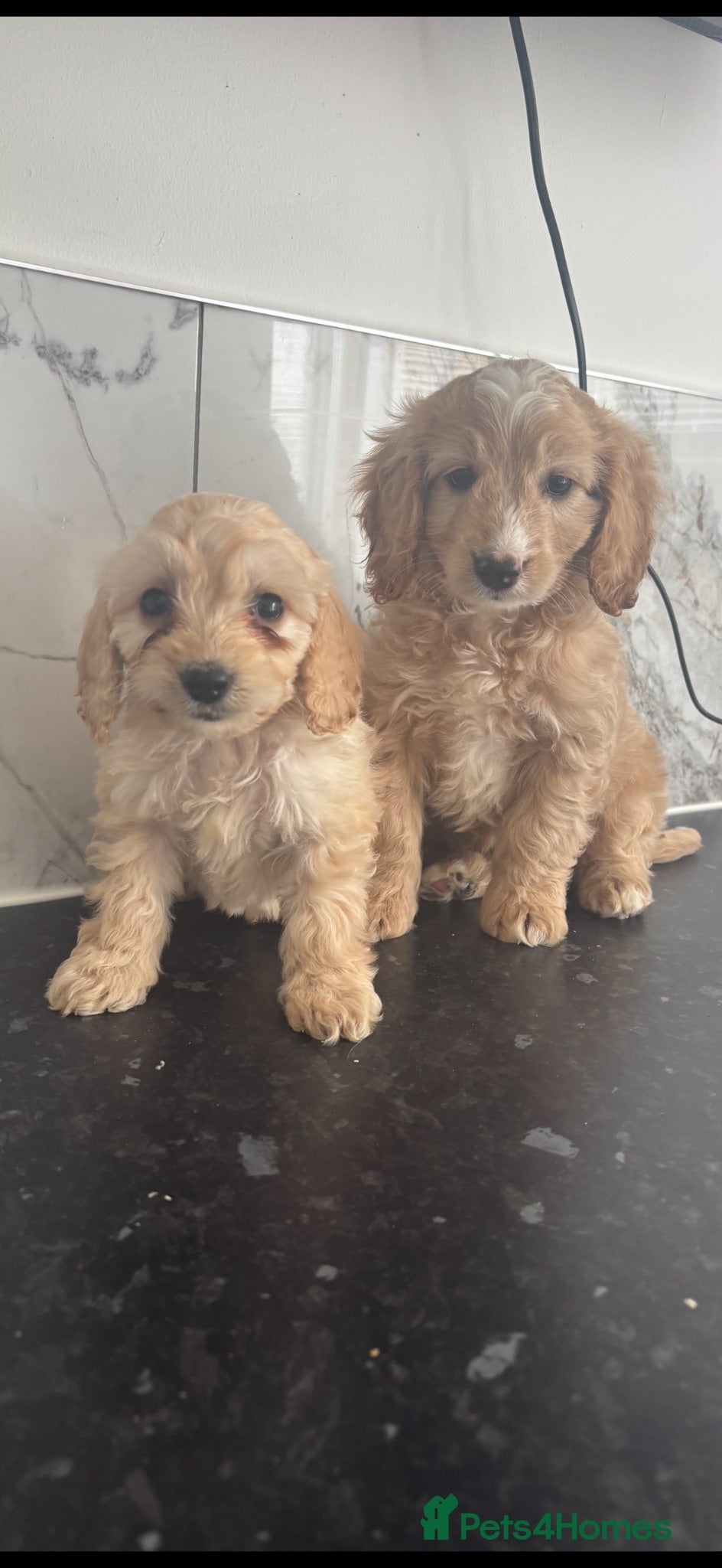 Cavapoo dogs 🐶 Reduced Quality toy Cavapoo puppies toy poodle  - Advert 3