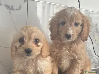 Cavapoo dogs 🐶 Reduced Quality toy Cavapoo puppies toy poodle - Advert 3