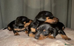 Dachshund dogs for sale: Dachshund puppies  - Image 2