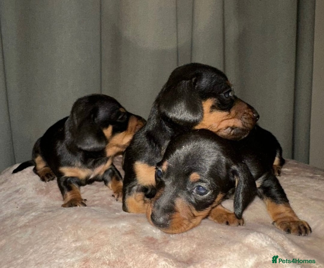 Dachshund dogs for sale: Dachshund puppies  - Image 2