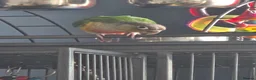 Conures birds for sale: 12 week old Green cheeck conure for sale in Manchester - Advert 5
