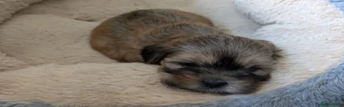 Lhasa Apso Puppy 3
