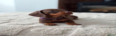 Miniature Dachshund 5 PURPLE COLLAR 💜 