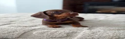 Miniature Dachshund dogs for sale: *KC Reg Miniature Dachshund Puppies available * - Advert 25