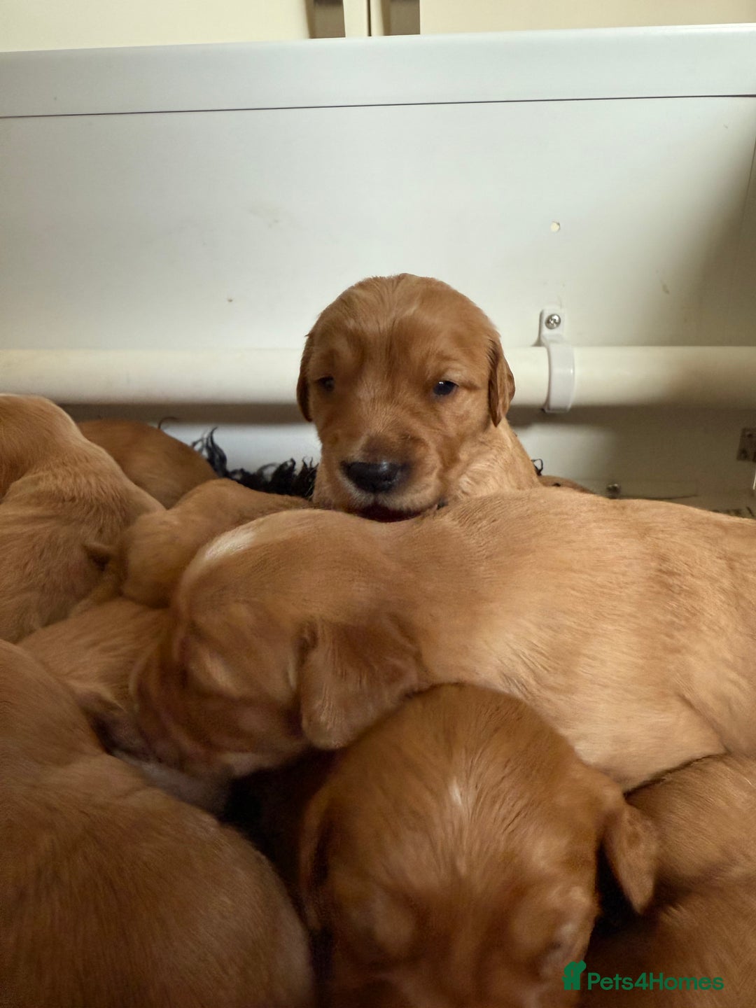 Golden Retriever dogs for sale: KC Working Golden Retriever Pups - Advert 28