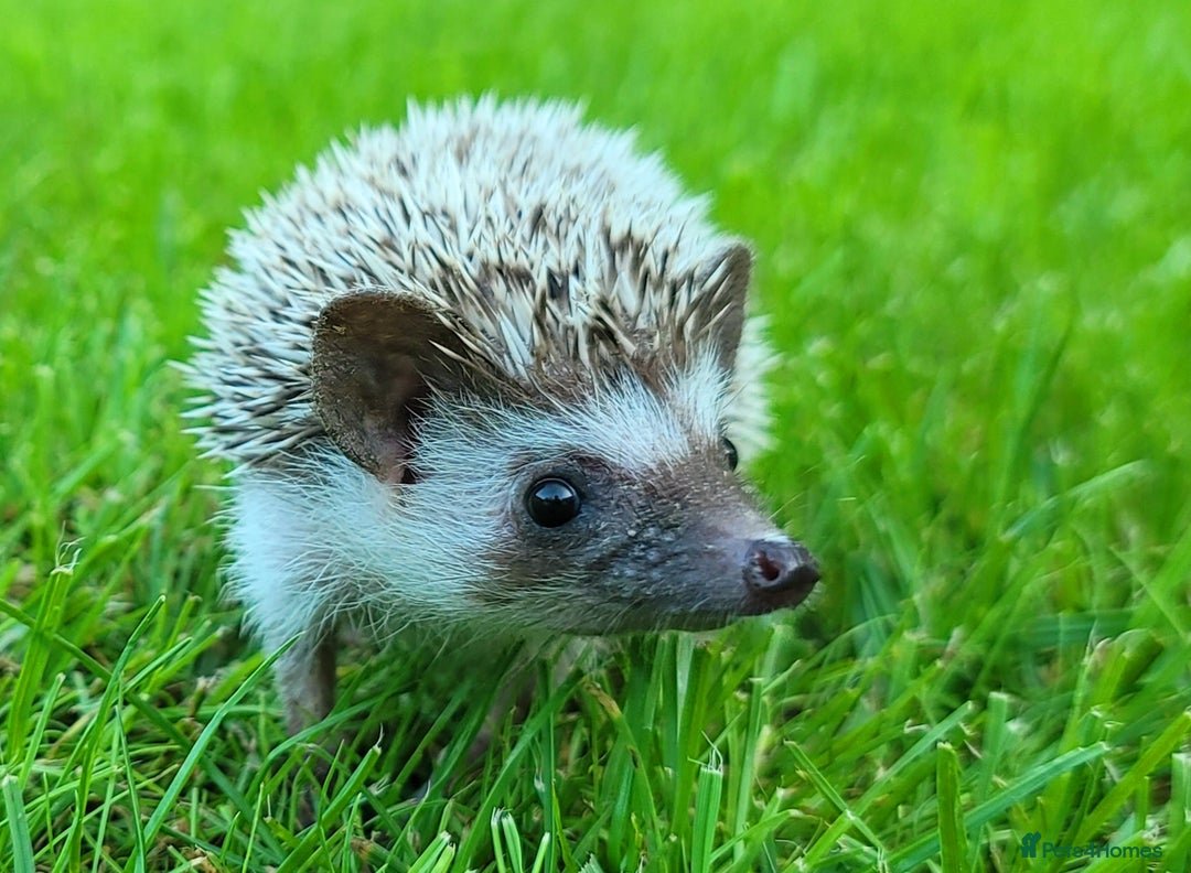 Pygmy Hedgehog rodents for sale: African Pygmy Hedgehog Hoglets  - Image 2