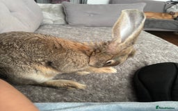 Continental Giant rabbits for sale: Hi, this is Míro, the Continental Giant! - Image 3