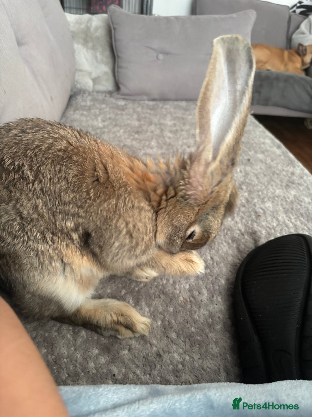 Continental Giant rabbits for sale: Hi, this is Míro, the Continental Giant! - Image 3