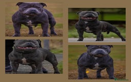 Staffordshire Bull Terrier dogs for stud: Top quality blue Stafford stud “TONY” in Birkenhead - Image 1