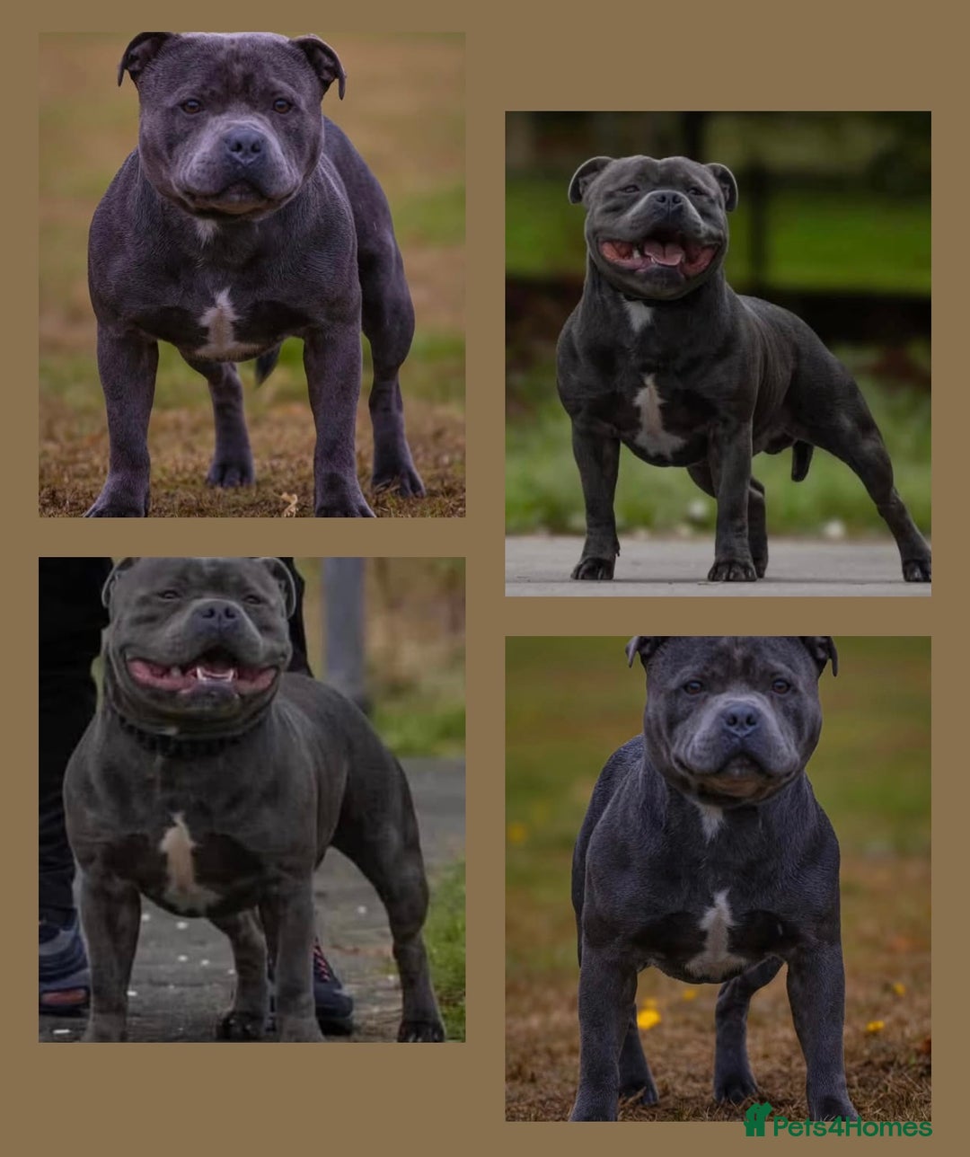 Staffordshire Bull Terrier dogs for stud: Top quality blue Stafford stud “TONY” in Birkenhead - Image 1