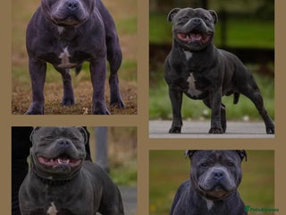 Staffordshire Bull Terrier dogs in Birkenhead - Advert 8