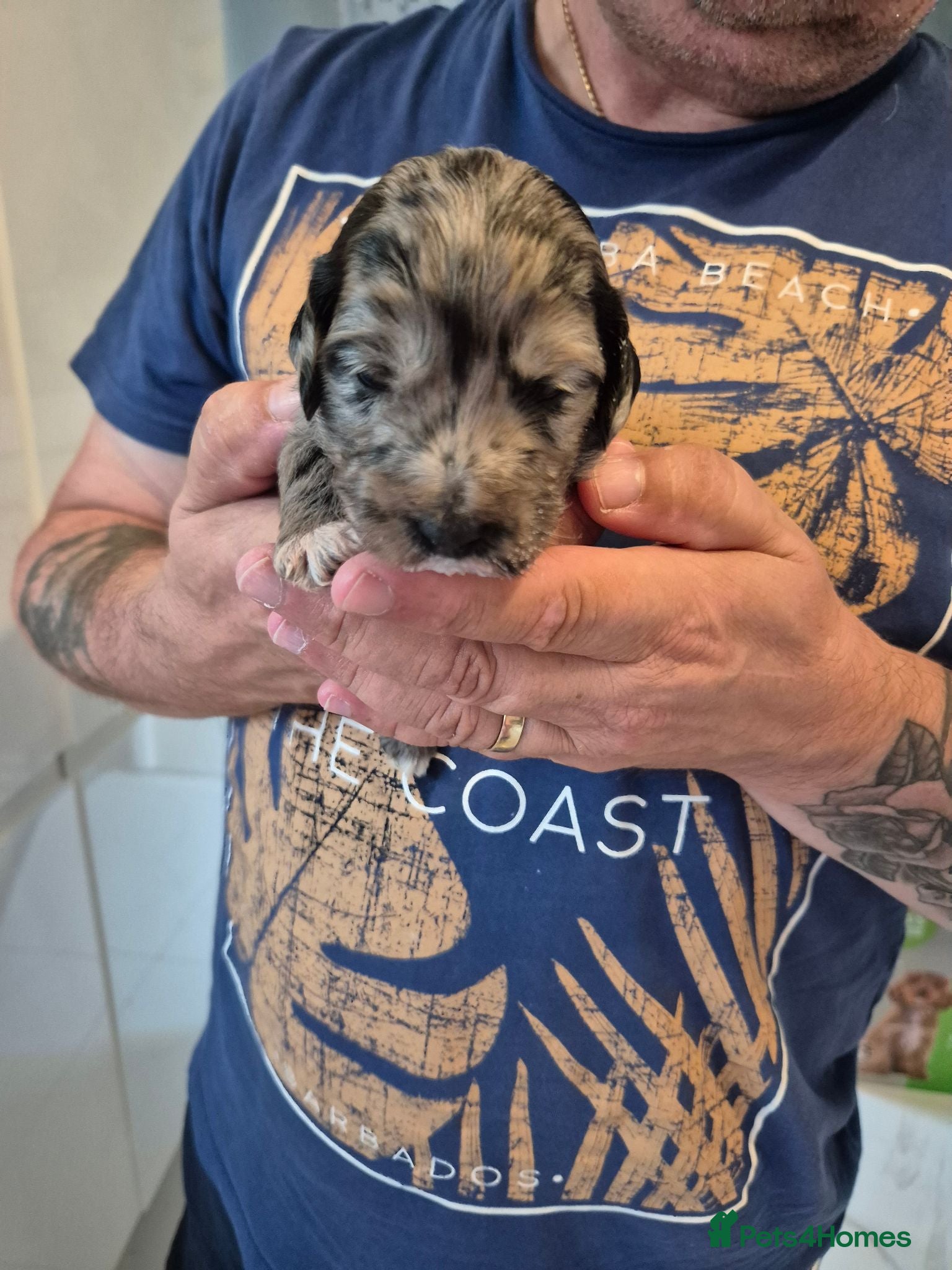 Cockapoo dogs Chocolate/merle cockapoos - Advert 1