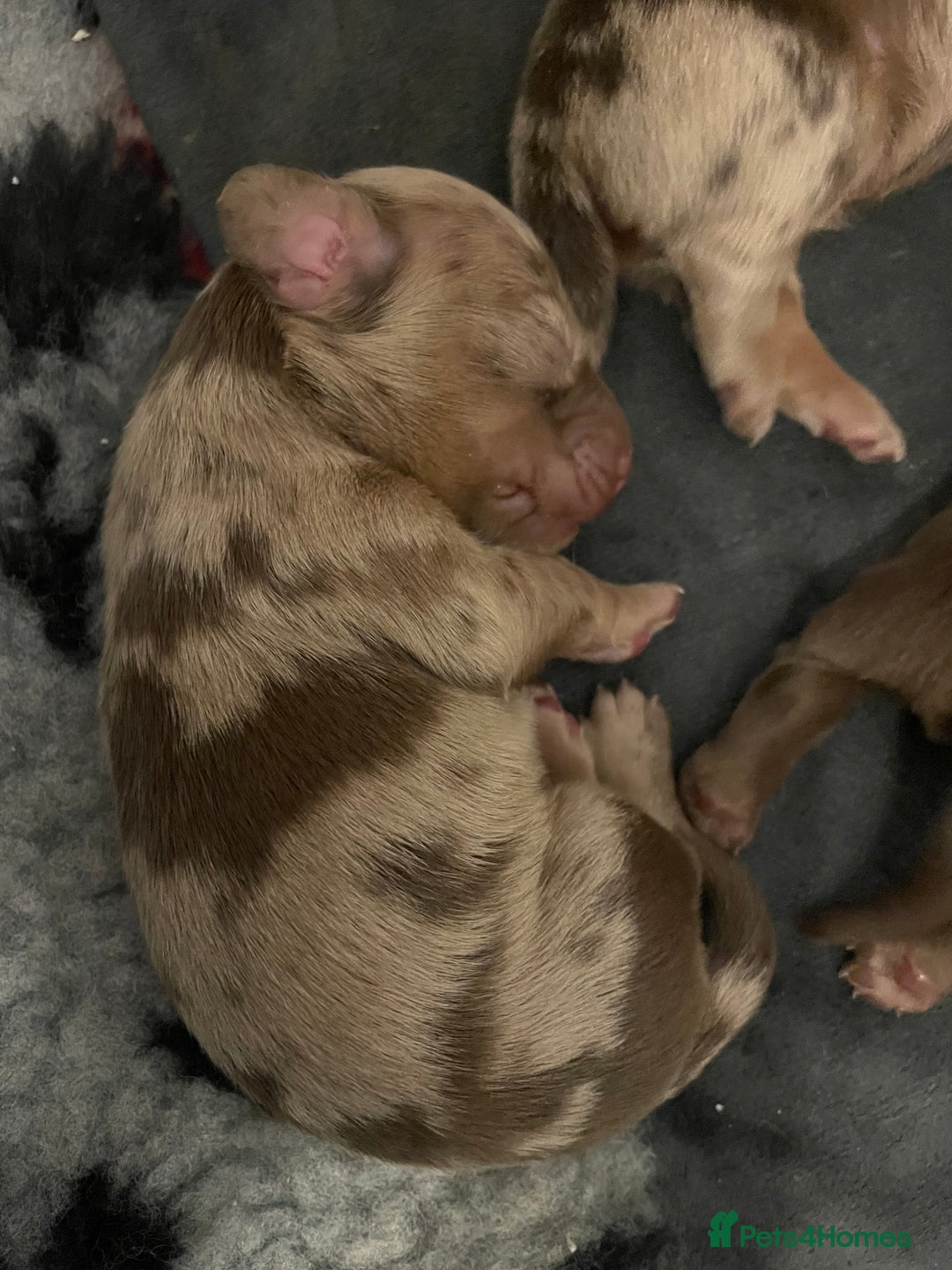 Miniature Dachshund dogs for sale: Miniature Dachshund Long Haired Puppies  - Advert 7