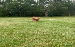 Australian Labradoodle dogs for sale: Australian Labradoodle puppies  - Image 8