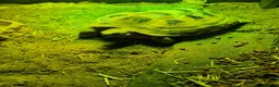 Tortoise reptiles for sale: Horsefield Tortoise with full set up - Advert 3