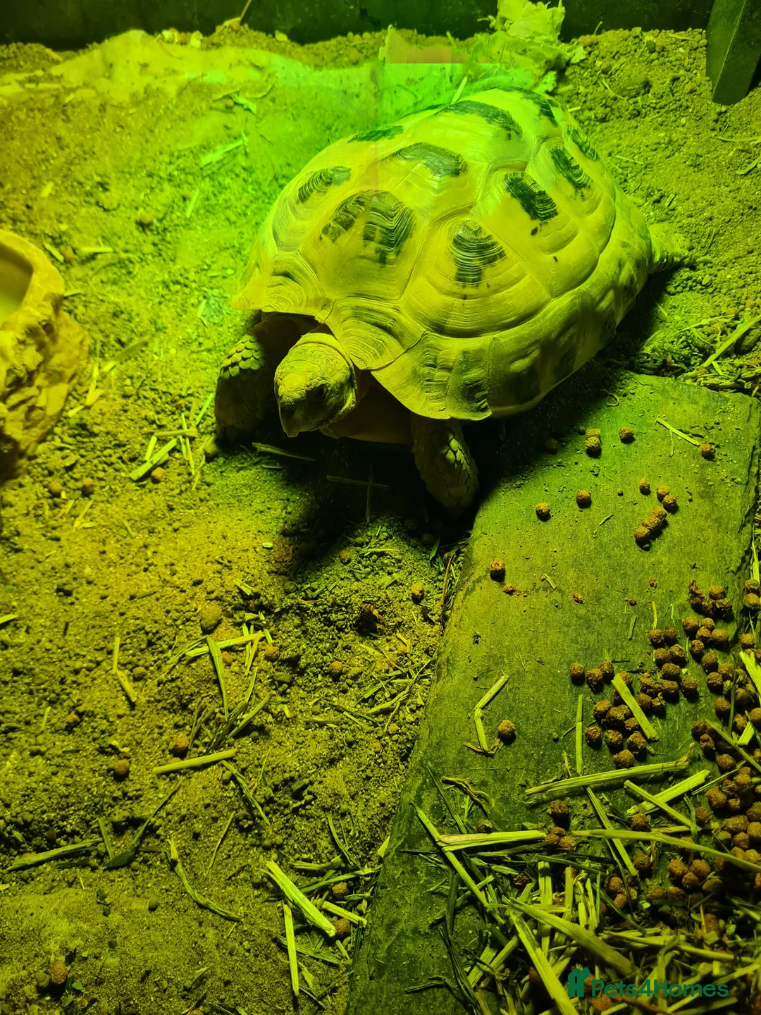 Tortoise reptiles for sale: Horsefield Tortoise with full set up - Advert 3