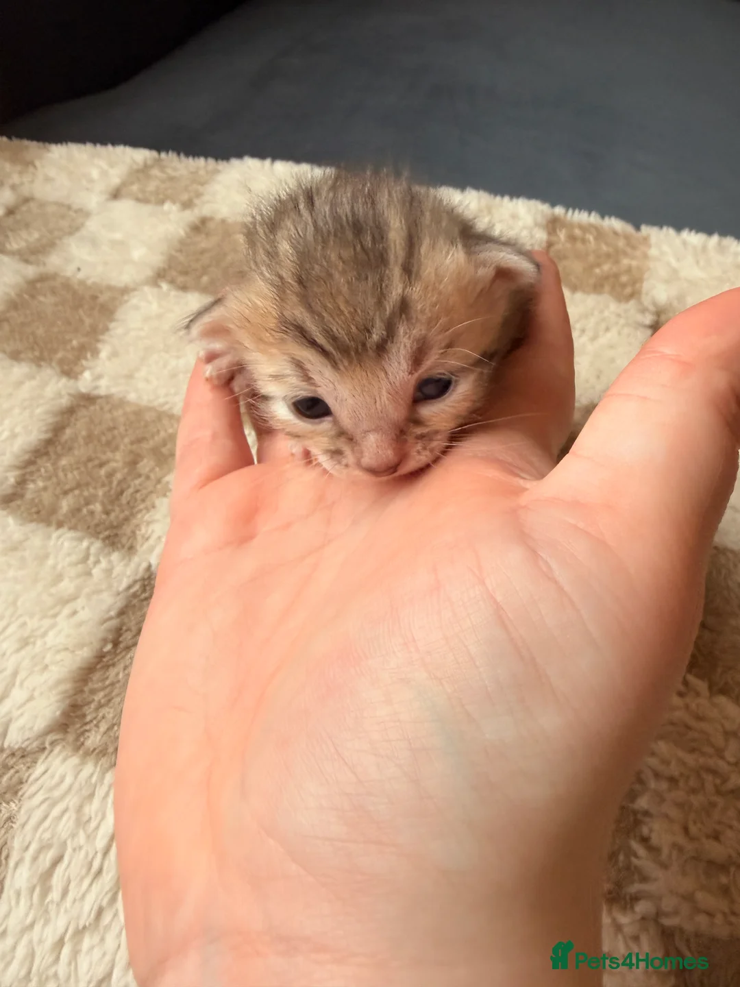 Bengal cats for sale: Bengal kittens  - Advert 16