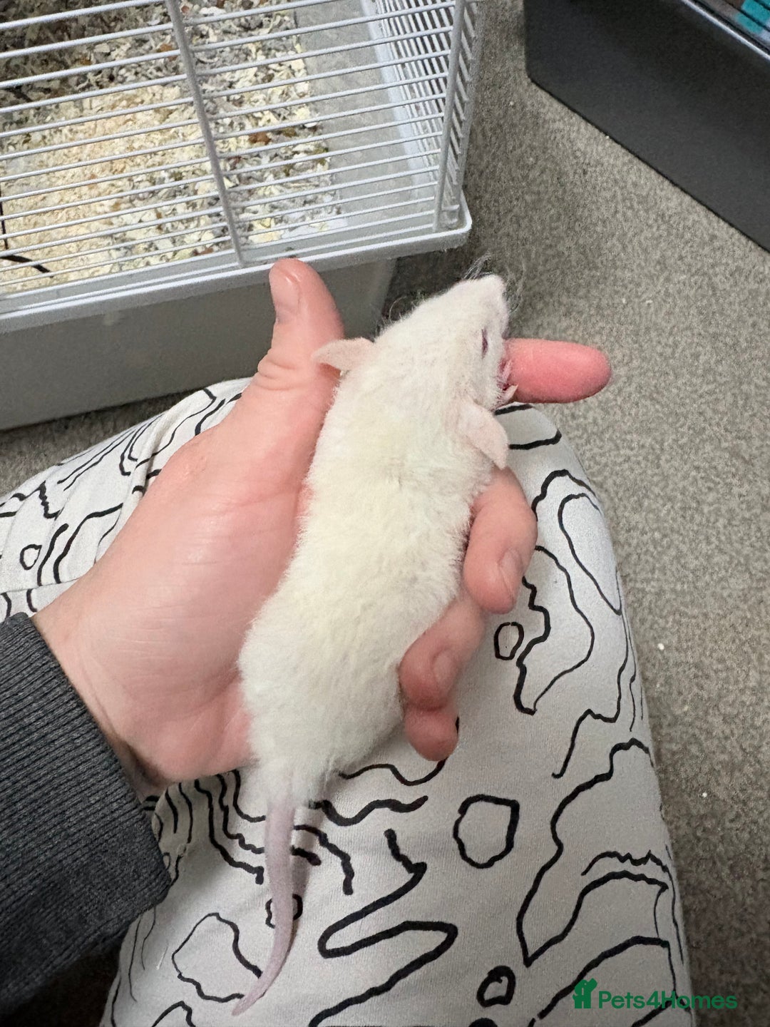 Rat rodents for sale: Beautiful male dumbo/husky baby rats - Advert 3