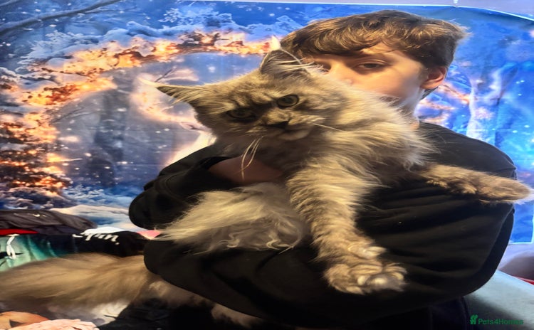 Maine Coon cats - Advert 2