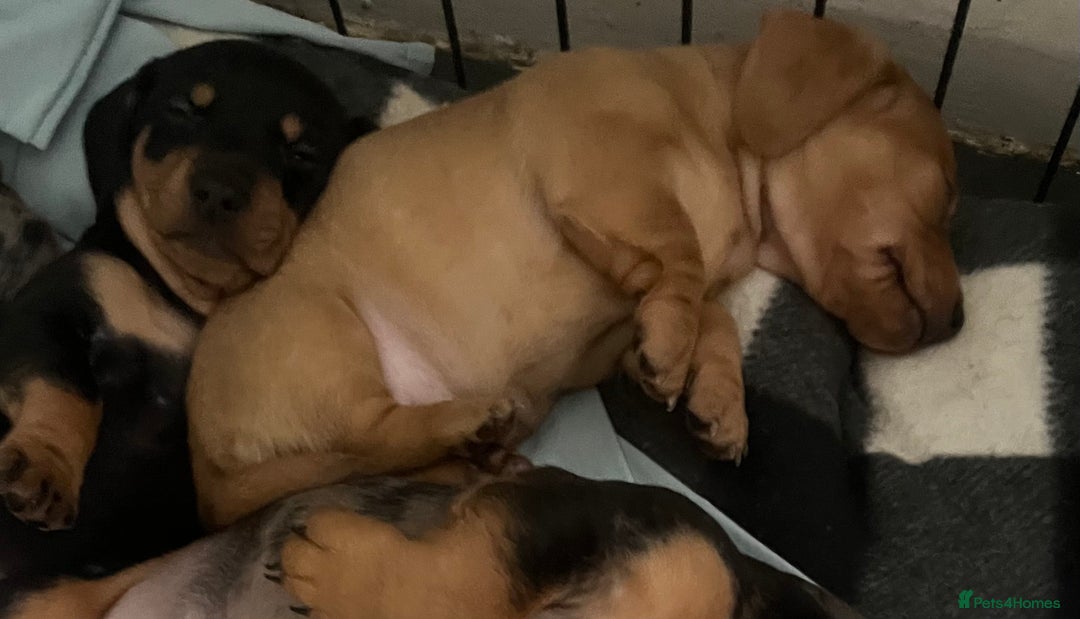 Dachshund dogs for sale: Mini dachshund puppies  - Image 4