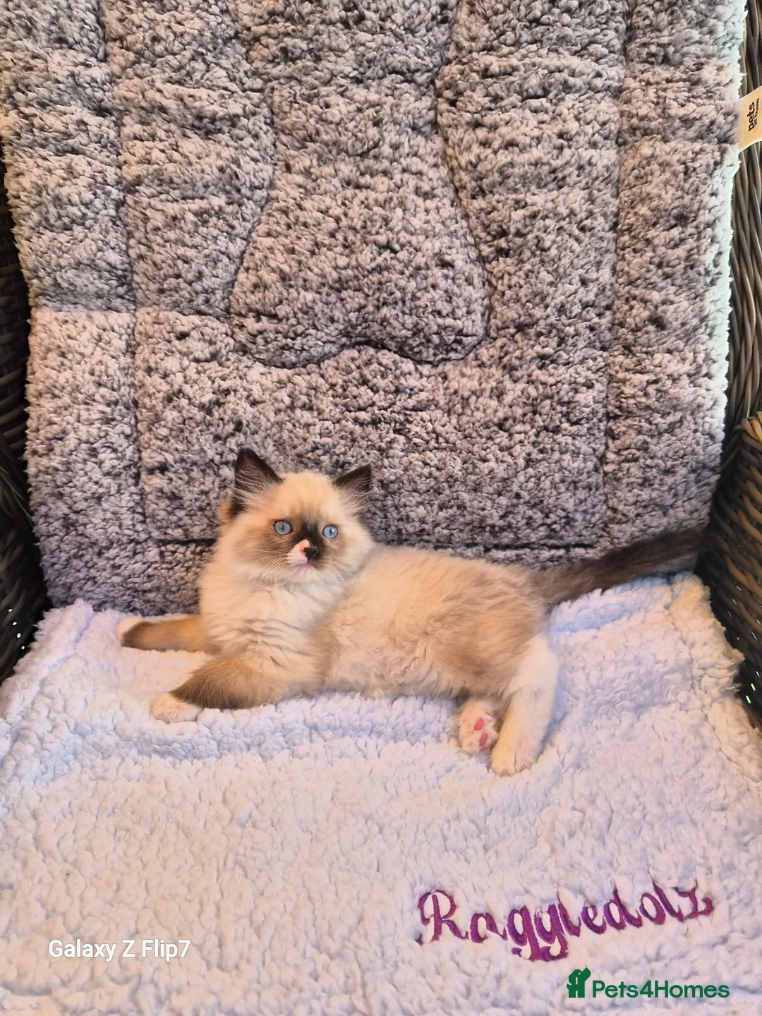 Ragdoll cats for sale: GCCF Registered Kittens - Advert 4