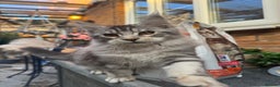 Maine Coon cats for sale: Stunning silver/black tabby MC boys available  - Advert 5