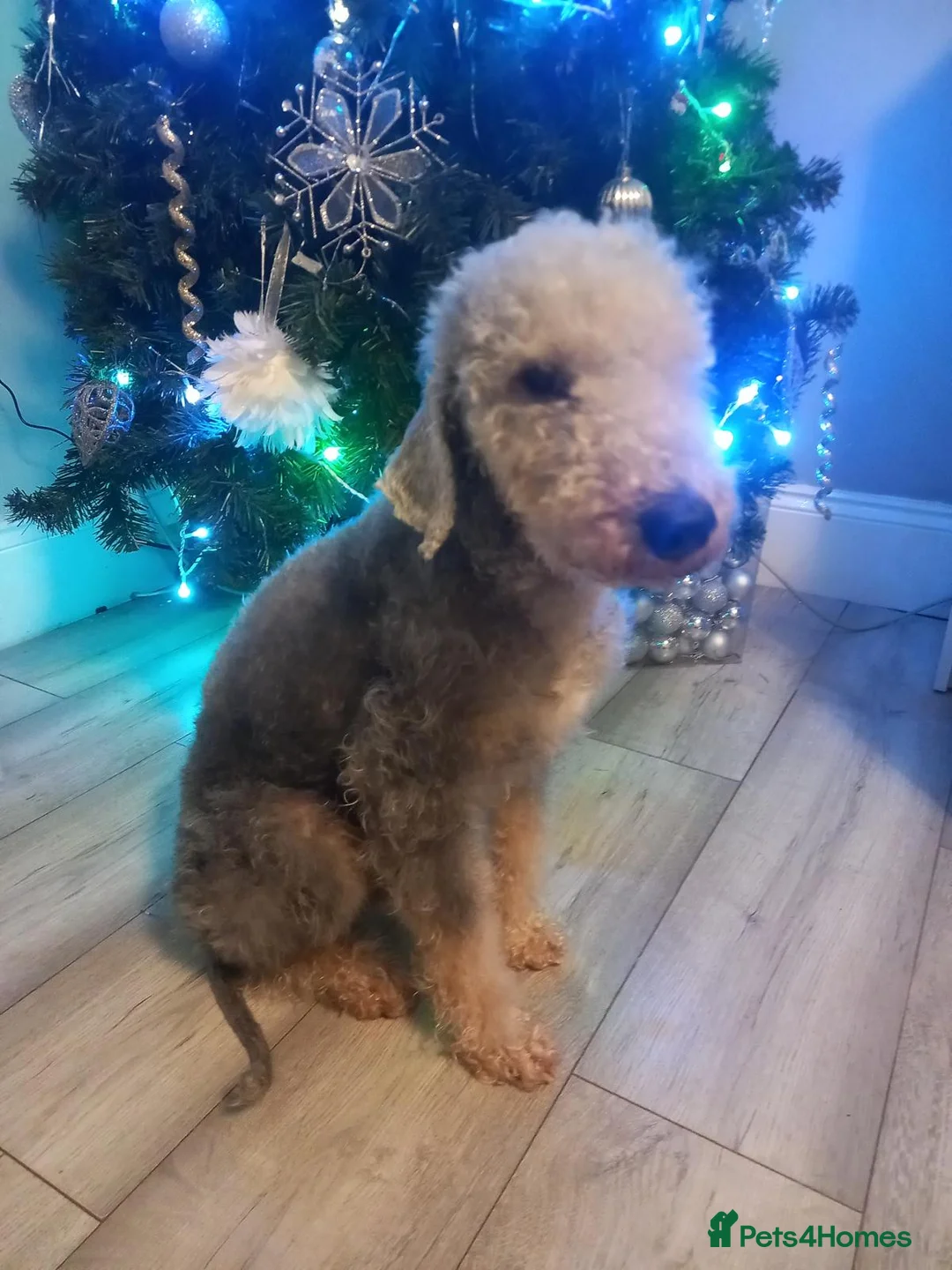 Bedlington Terrier dogs for stud: Teddy the beddy in Worksop - Advert 2
