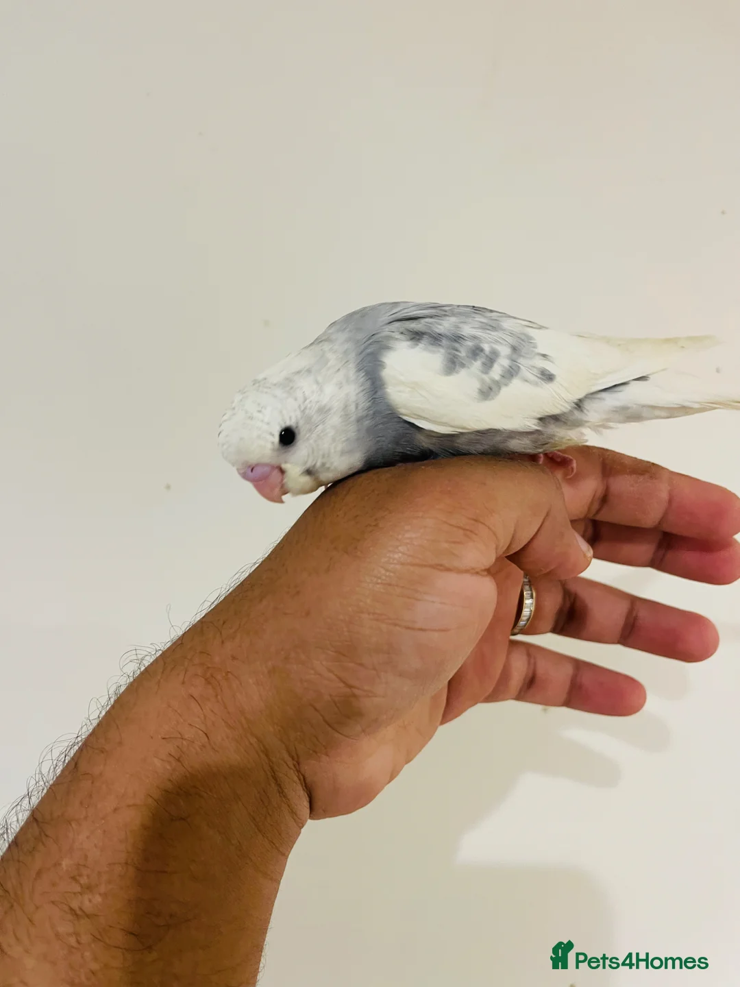 Budgerigars birds for sale: Hand reared budgies for sale  - Advert 15