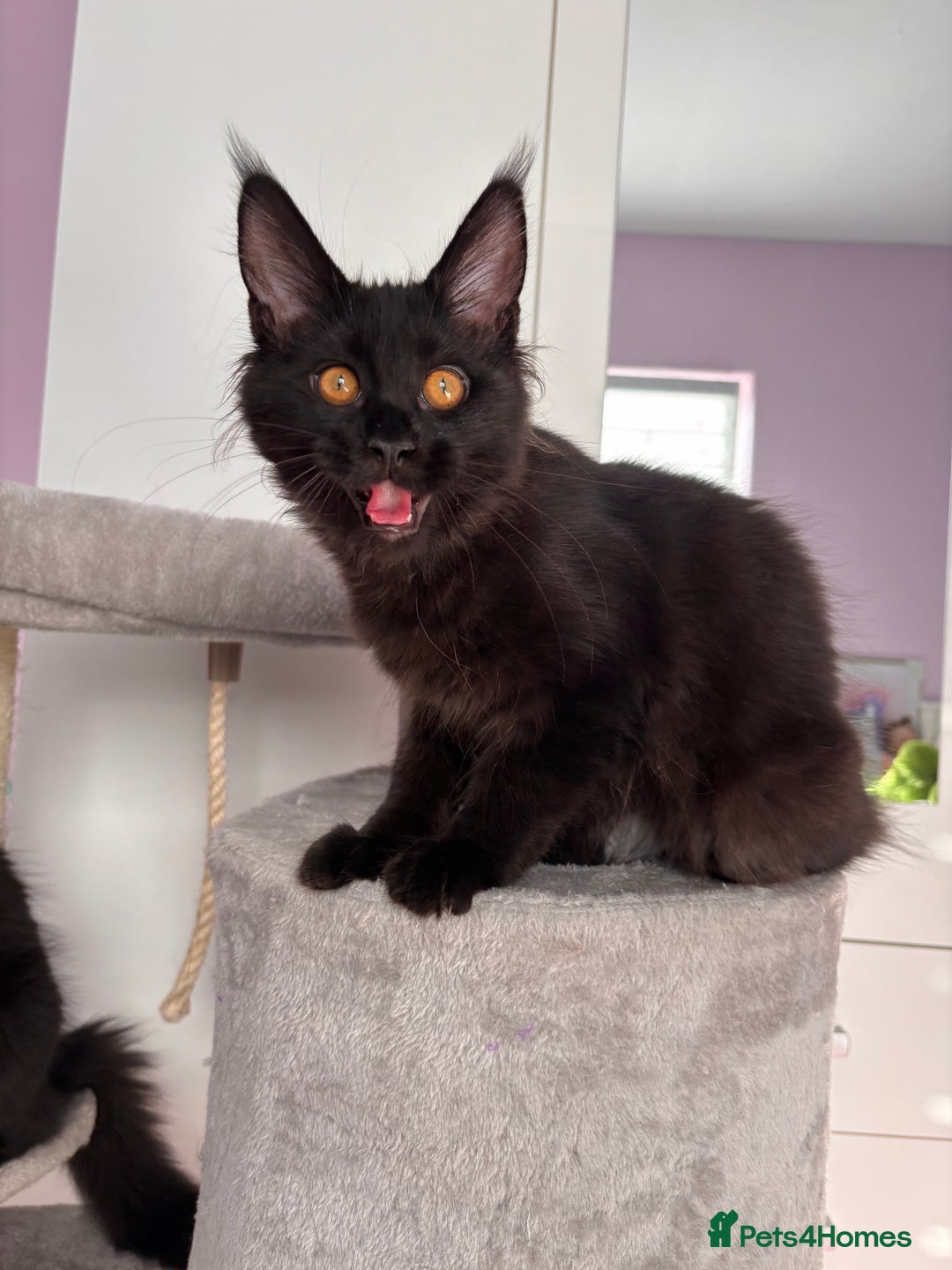 Maine Coon cats for sale: ✨2 GCCF Females Ready to go!✨ - Advert 11