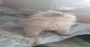 Ragdoll cats - Advert 2