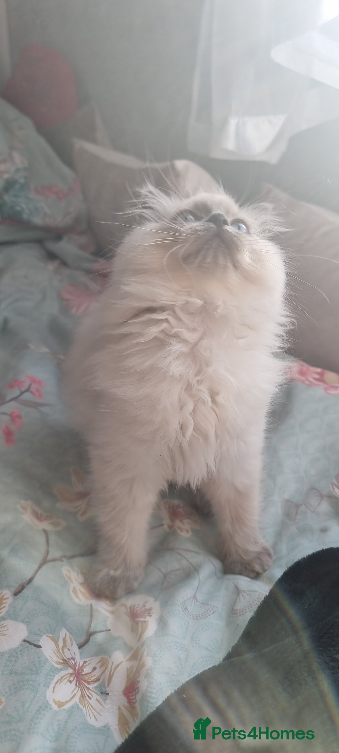Ragdoll cats for sale: Last Girl Blue point - Ready Now   - Image 3