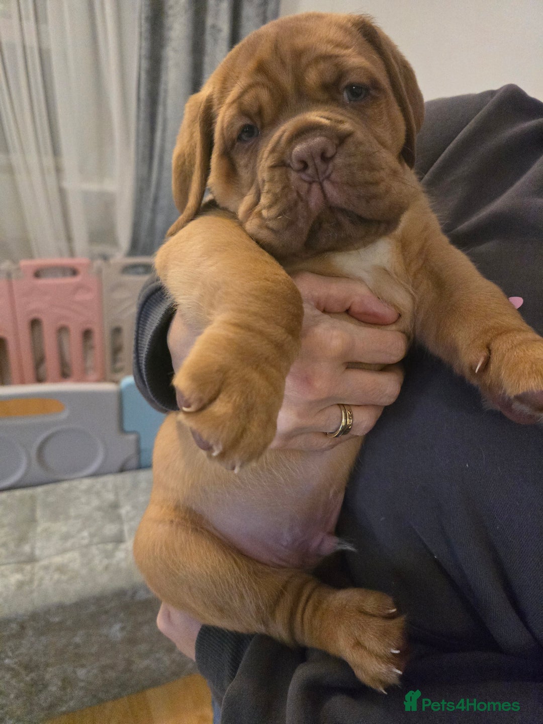 Dogue De Bordeaux dogs for sale: Dogue de bordeux puppies for sale! - Advert 3