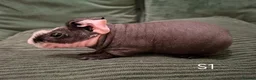 Guinea Pig rodents for sale: Skinny Pigs - Advert 3