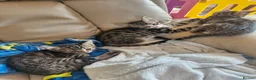 Bengal cats for sale: 🐾 Beautiful Bengal Girl Kittens - available now🐾 in Reading - Advert 15
