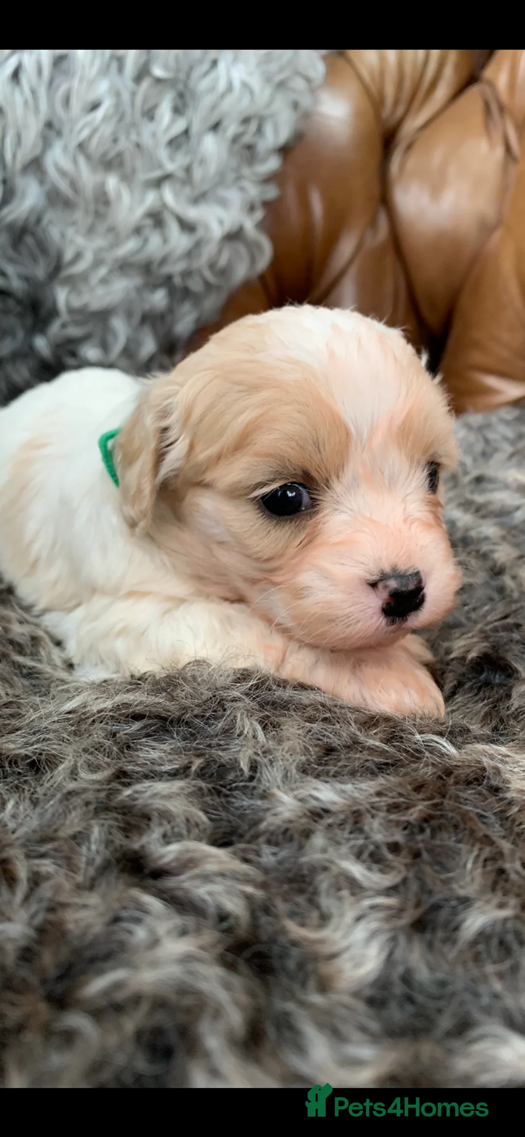 Cavachon dogs for sale: Beautiful F1 Cavachon Puppies - Advert 15
