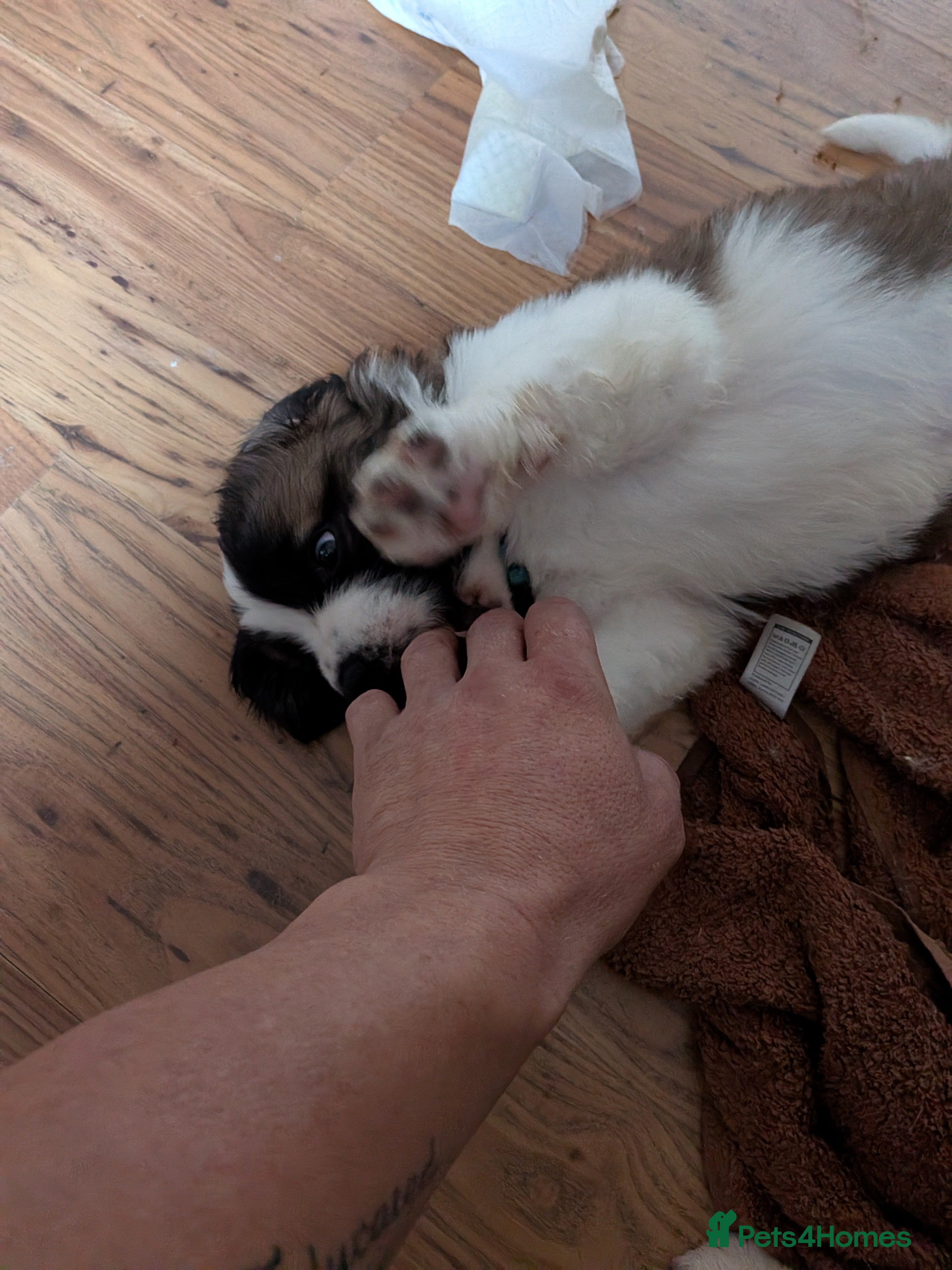 Saint Bernard dogs Saint Bernards KC registered, Hip and Elbow scored - Advert 2