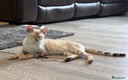 Bengal cats for sale: Tica Registered Pedigree Snow Bengal kittens  - Image 4