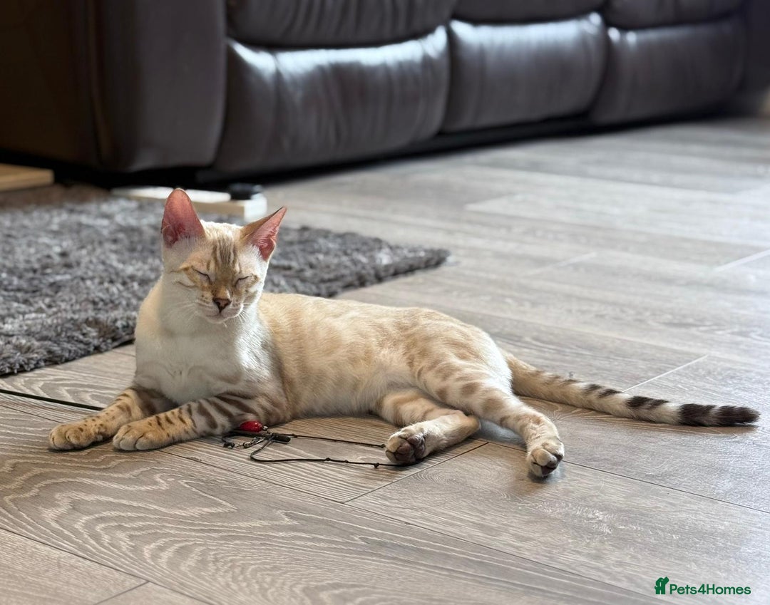 Bengal cats for sale: Tica Registered Pedigree Snow Bengal kittens  - Image 4