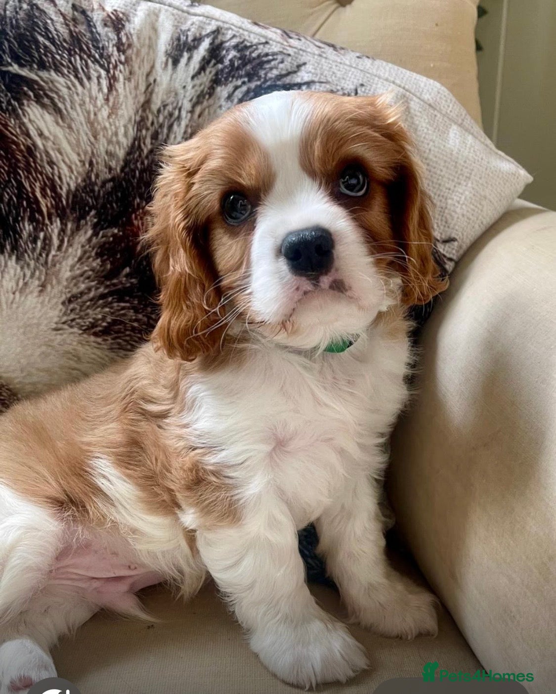 Cavalier King Charles Spaniel dogs Quality Cavalier King Charles puppy  - Advert 1