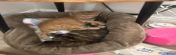 Mixed Breed cats for sale: Two kittens available  - Advert 7