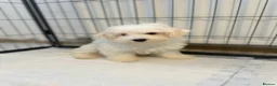 Bichon Frise dogs for sale: Bishion frisé in Larkhall - Advert 4