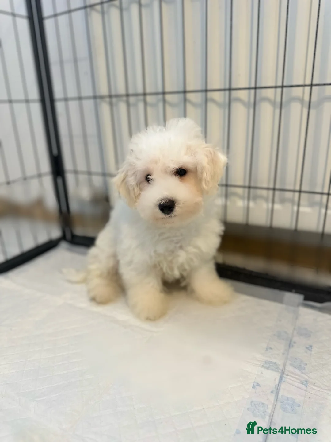 Bichon Frise dogs for sale: Bishion frisé in Larkhall - Advert 4
