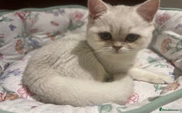 Scottish Fold cats for sale: Kittens 5  - Image 1