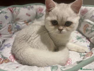 Scottish Fold cats Kittens 5 - Advert 18