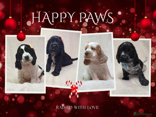 Cocker Spaniel dogs Show type unique markings cocker spaniel puppies - Advert 3